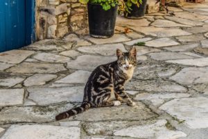 cat, animal, outdoors